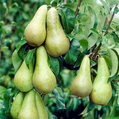 Pear tree, 'Conference' | Pear, Sutton seeds, Pear trees