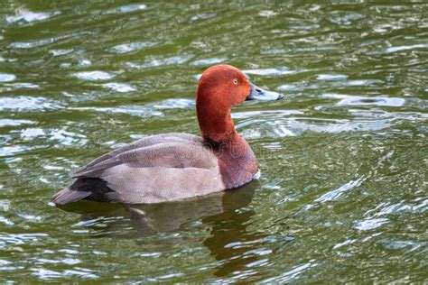 Beautiful Duck Common Pochard Male Aythya Ferina Swimming On A Lake