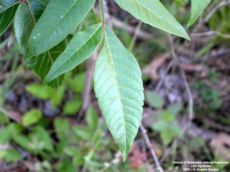 Louisiana Plant Id Rhus Copallinum Winged Sumac