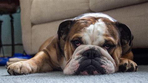 English Bulldog Skin Bumps Problems: How to Avoid Infections | Bulldogology