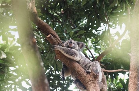 Australia Zoo’s Crocodile Hunter Lodge is the Perfect Family Escape ...