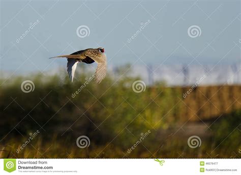 Ring Necked Pheasant Flying Over The Field Stock Image Image Of Bird