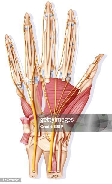 Ulnar Nerve Photos Et Images De Collection Getty Images