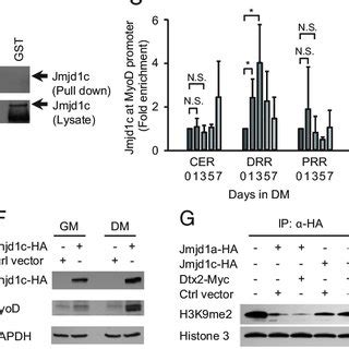 The Inhibition Of Myogenic Differentiation By Deltex Is Mediated