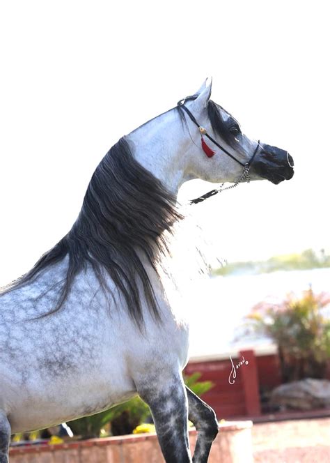 Current Status Of Arabian Horse Racing Arabian Horse World