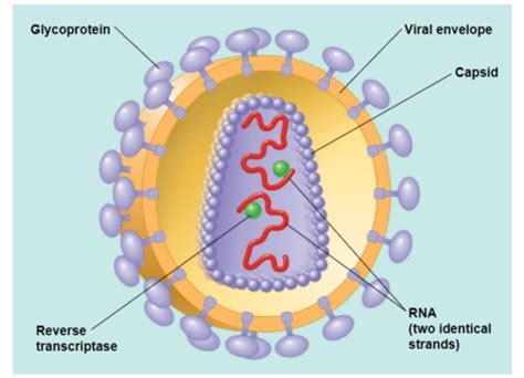 Chapter Viruses Flashcards Quizlet