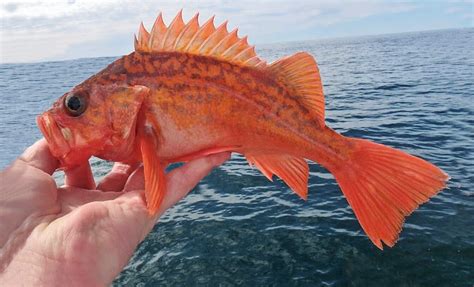 Vermilion Rockfish Mexican