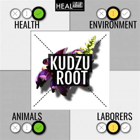 Top Kudzu Root Benefits + Side Effects