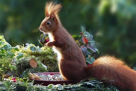 Do Coffee Grounds Repel Squirrels And Chipmunks From Your Garden