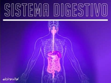 Conoce Tu Sistema Digestivo Alcira Vital