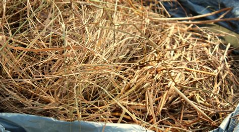 How To Prune Ornamental Grass In 5 Easy Steps