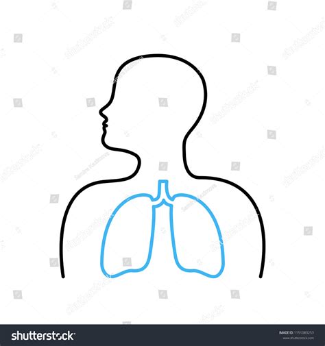 Human Respiratory System Lungs Anatomy Lungs Stock Vector (Royalty Free) 1151083253 | Shutterstock