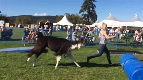 Llama Off Lead Obstacle Course Youtube