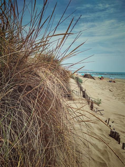 Plants on the Beach Sand Dunes Stock Image - Image of travel, dune ...