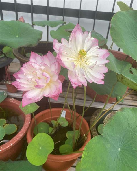 Nelumbo Nucifera(Sacred Lotus) - Mountain Top Seed Bank