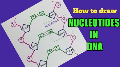 How to draw nucleotides in DNA easily/DNA nucleotides easy drawing - YouTube