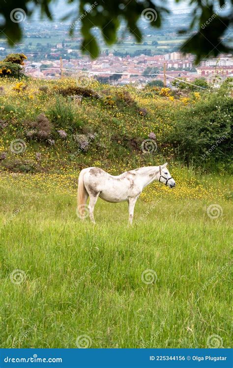 Pastoreio De Cavalos Brancos Num Campo Verde Catalonia Espanha Foto De