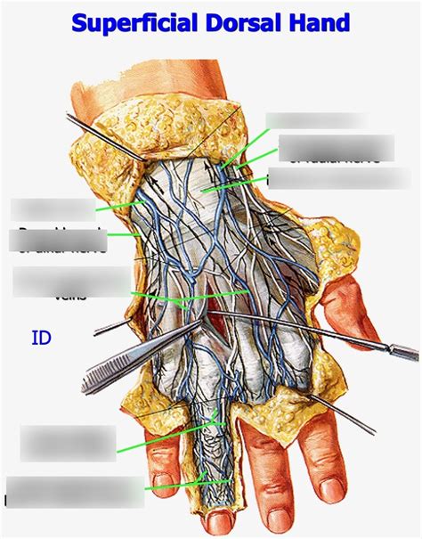 Superficial Dorsal Hand Diagram | Quizlet