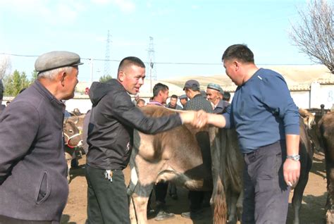 牛羊肥硕~特克斯县活畜交易市场旺