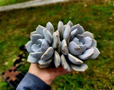 Echeveria Tiramisu Asante Sana Double Head Exact Plant 35 Inch