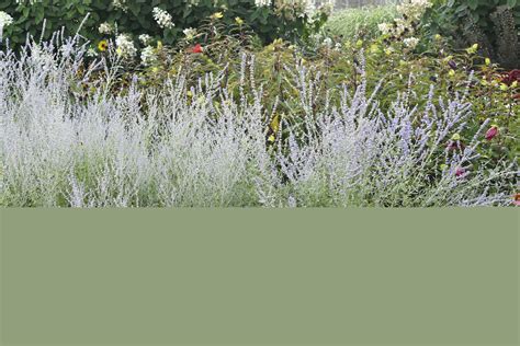 Building buzz, WVU becomes first new Bee Campus USA affiliate of 2024