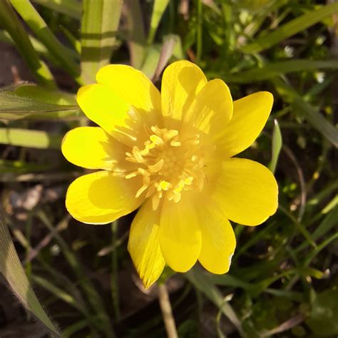 Sumpf Dotterblume Caltha Palustris WildLand