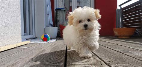 Teacup Maltipoo - Discover The Mini Maltese Poodle Mix