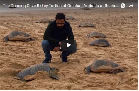 A Beautiful Video On His Experience Of Olive Ridley Turtles Of Odisha