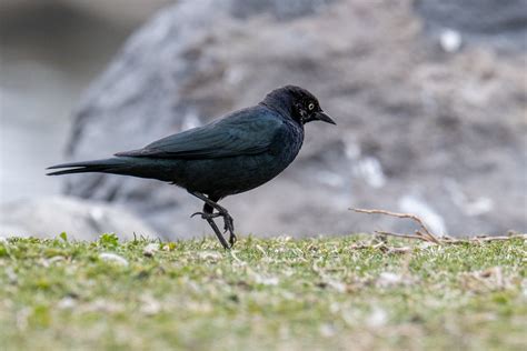 Brewer S Blackbird Euphagus Cyanocephalus 20240312 JCB 0 Flickr