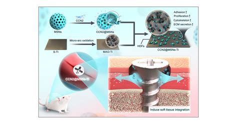 Construction Of A Localized And Long Acting CCN2 Delivery System On