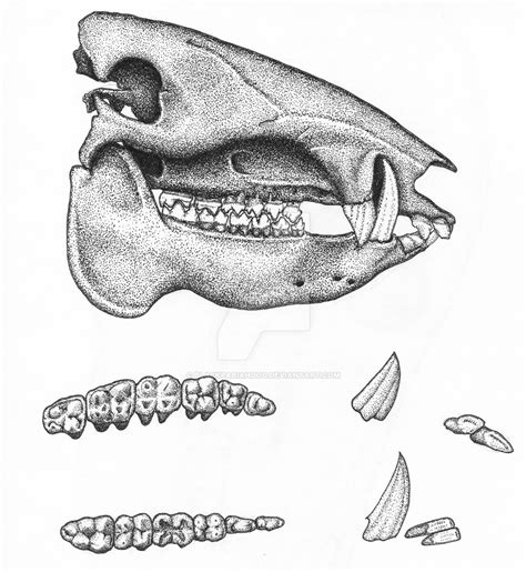 Peccary Skull and Dentition by BlackPariahDog on DeviantArt