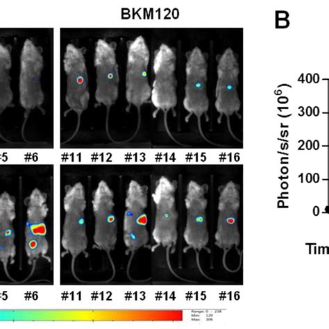 Phosphatidylinositol 3 Kinase Pi3k Inhibitor Bkm120 Limits Mkn45