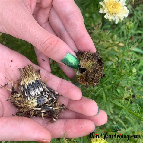 How to Save Marigold Seeds - Unruly Gardening