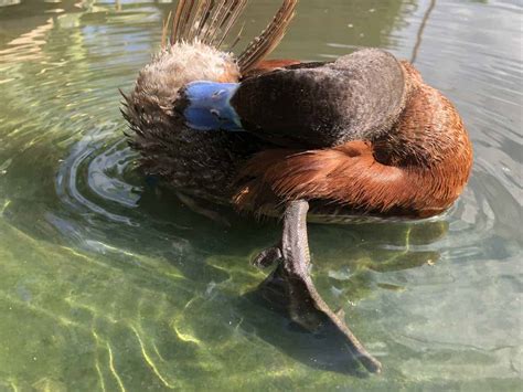 Argentine Blue-billed or Lake Duck - British Waterfowl Association