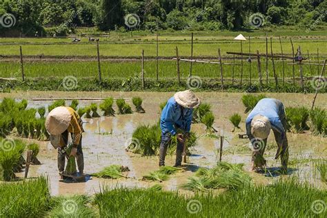 Workers At Rice Field Editorial Stock Photo Image Of Farming 78586183