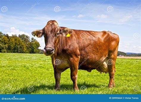 Brown Swiss Cow stock photo. Image of meadow, farm, nature - 20995664