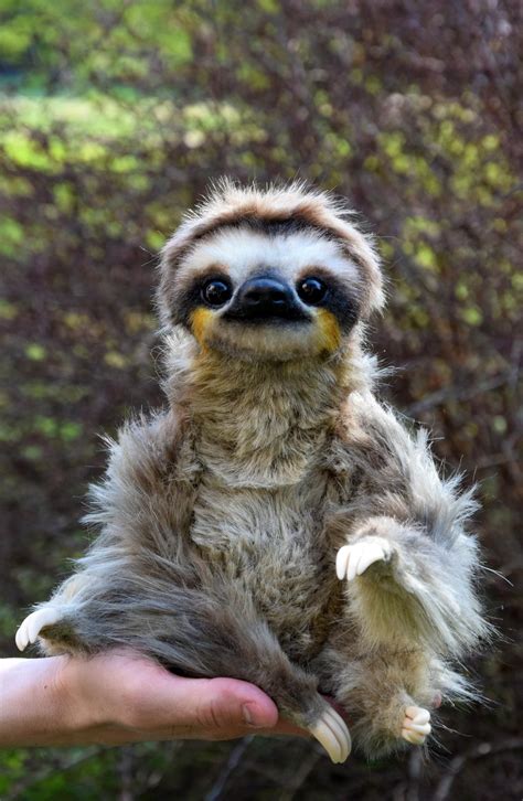 Sloth | Cute baby sloths, Cute sloth pictures, Sloth