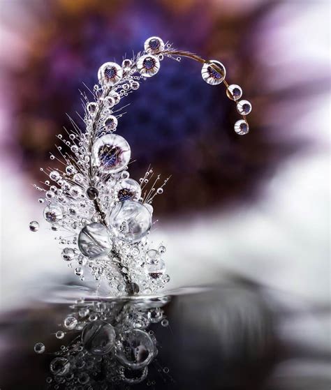 The macro beauty of nature seen through water droplets | Daniel Swanick