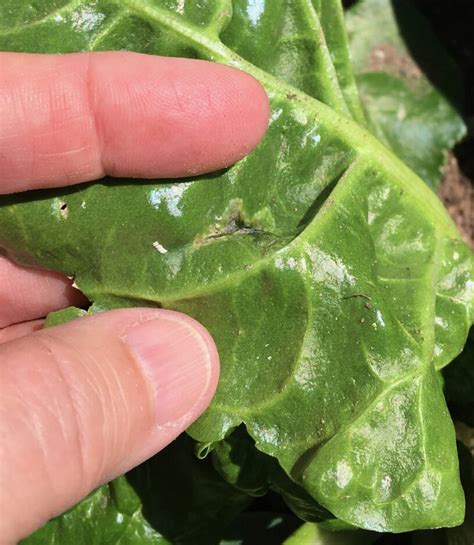 Garden Help Desk Protecting Beets Chard And Spinach From Leafminer