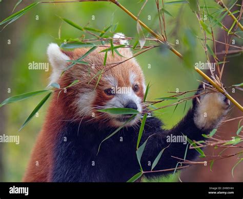 Red Panda Ailurus Fulgens Eating Bamboo Leaves Stock Photo Alamy