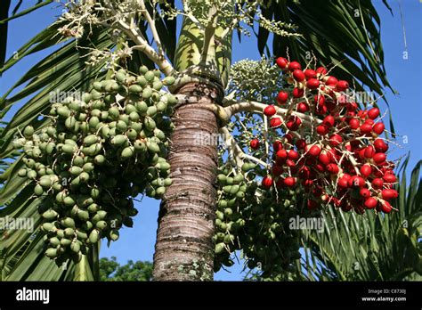 areca palm areca catechu showing ripe nut bunch stock photo alamy