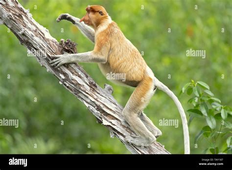 Proboscis Monkey Nasalis Larvatus Or Long Nosed Monkey Known As The