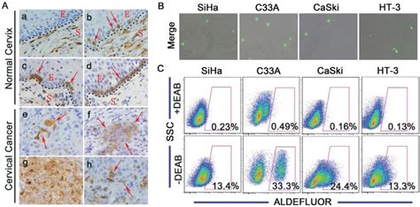 A Representative Photos Of Immunostained Specimens Showing Aldh1