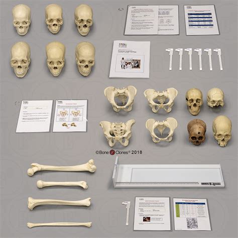 Forensic Anthropology 3 Labs | KIMSeattle