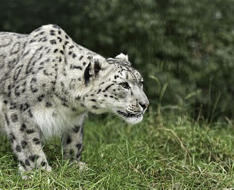 Are Snow Leopards Endangered Conservation Status How To Help