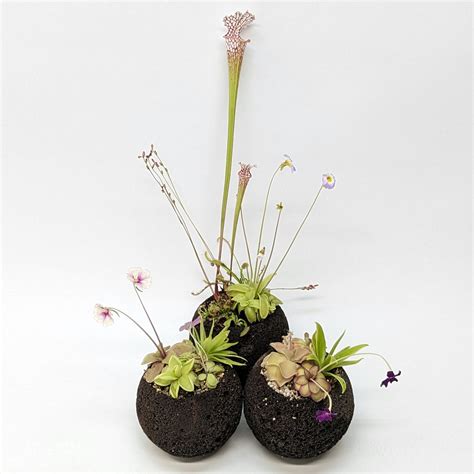 Plant Assortment Pot Carnivorous Plant Growing Kit With Lava Rock Pot Carnivero