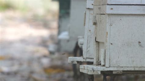 Artificial Bee Hive In Bee Farm 1293338 Stock Video At Vecteezy