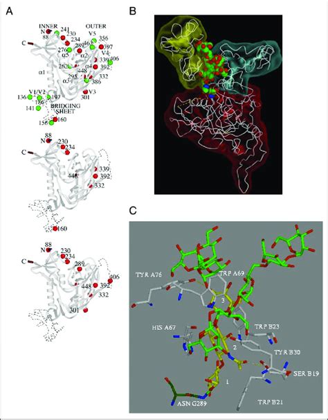 Mapping of the deleted glycosylation sites in GP120 of HIV-1 strains ... 