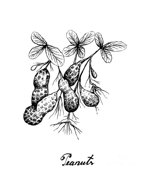 Hand Drawn Of Peanuts Plant On White Background Drawing By Iam Nee Pixels