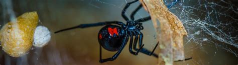 Black Widow Spiders Pest Identification Guide